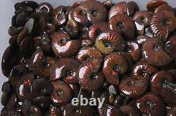 100-140pcs 2kg Wholesale Price Natural Rainbow Ammonite Fossil Crystal Specimen