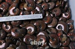 100-140pcs 2kg Wholesale Price Natural Rainbow Ammonite Fossil Crystal Specimen