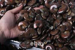 100-140pcs 2kg Wholesale Price Natural Rainbow Ammonite Fossil Crystal Specimen