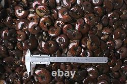 100-140pcs 2kg Wholesale Price Natural Rainbow Ammonite Fossil Crystal Specimen