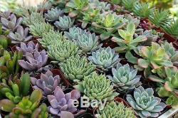 100 Beautiful SUCCULENT WEDDING COLLECTION succulents plant party favor gifts