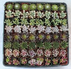 100 Beautiful SUCCULENT WEDDING COLLECTION succulents plant party favor gifts