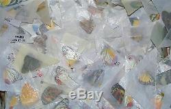 100 Butterflies Moths Papered Unmounted Wings Closed Wholesale Lot MIX