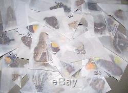 100 Butterflies Moths Papered Unmounted Wings Closed Wholesale Lot MIX