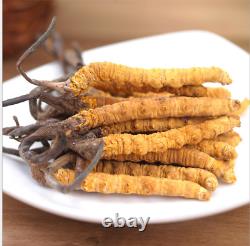 100% natural Tibetan wild Ophiocordyceps Sinensis/Cordyceps sinensis Wholesale