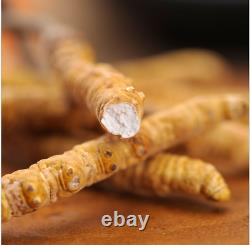 100% natural Tibetan wild Ophiocordyceps Sinensis/Cordyceps sinensis Wholesale