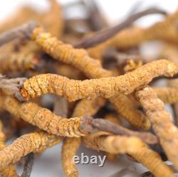 100% natural Tibetan wild Ophiocordyceps Sinensis/Cordyceps sinensis Wholesale