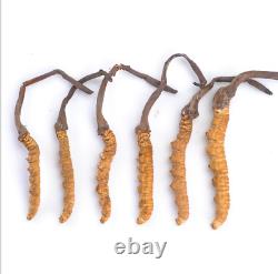 100% natural Tibetan wild Ophiocordyceps Sinensis/Cordyceps sinensis Wholesale