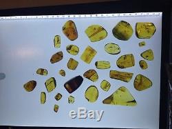 125 g Chiapas Amber, Authentic with Insects, Wholesale