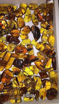 125 g Chiapas Amber, Authentic with Insects, Wholesale