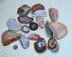 16 Pcs Lot Banded Agates From Patagonia Argentina Bulk Wholesale
