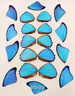 20 Pieces Assorted Blue Morpho Butterfly Wings Wholesale Lot Jewelry Artwork