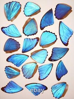 20 Pieces Assorted Blue Morpho Butterfly Wings Wholesale Lot Jewelry Artwork