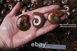 2.2lb Wholesale Price! 30-50 Pcs Rainbow Ammonite Fossil Crystal Specimen