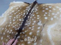 2 x Fallow Deer (Dama Dama) Quality Hide Rug Skin Fur Pelt Taxidermy Home Decor