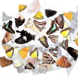 50 Butterflies Moths Papered Unmounted Wings Closed Wholesale Lot MIX