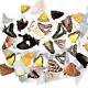 50 Butterflies Moths Papered Unmounted Wings Closed Wholesale Lot Mix