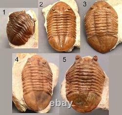 5 DIFFERENT ASAPHUS Trilobite Russian WHOLESALE BEST OFFER