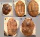 5 Different Asaphus Trilobite Russian Wholesale Best Offer