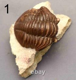 5 DIFFERENT ASAPHUS Trilobite Russian WHOLESALE BEST OFFER