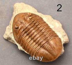 5 DIFFERENT ASAPHUS Trilobite Russian WHOLESALE BEST OFFER