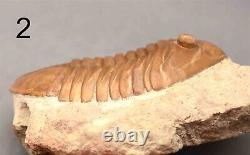 5 DIFFERENT ASAPHUS Trilobite Russian WHOLESALE BEST OFFER