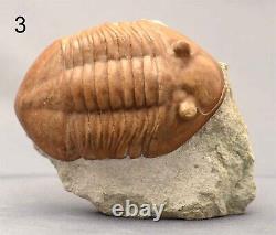 5 DIFFERENT ASAPHUS Trilobite Russian WHOLESALE BEST OFFER