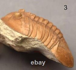 5 DIFFERENT ASAPHUS Trilobite Russian WHOLESALE BEST OFFER