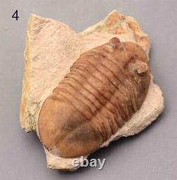 5 DIFFERENT ASAPHUS Trilobite Russian WHOLESALE BEST OFFER