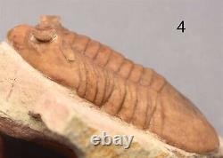 5 DIFFERENT ASAPHUS Trilobite Russian WHOLESALE BEST OFFER