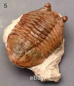 5 DIFFERENT ASAPHUS Trilobite Russian WHOLESALE BEST OFFER