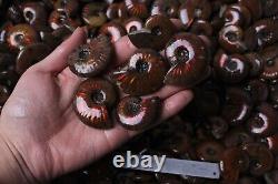 60-80pcs 2.2lb Wholesale Price Natural Rainbow Ammonite Fossil Crystal Specimen