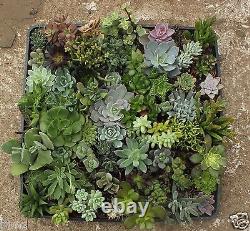64 Misc Succulent Collection Spring Specimens
