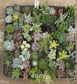 64 Misc Succulent Collection Spring Specimens