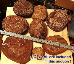 Approximately 180 Very Rare Texas Septarian Nodules - Unpolished, Untouched