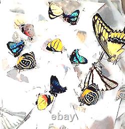 Assortment of 50 Colorful A1 Tropical Butterfly Specimens Unmounted