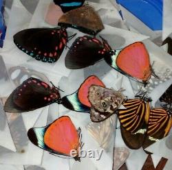 Assortment of 50 Colorful A1 Tropical Butterfly Specimens Unmounted
