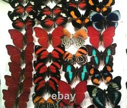 Assortment of 50 Colorful A1 Tropical Butterfly Specimens Unmounted