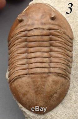COLLECTION of 11 DIFFERENT Trilobites Russian WHOLESALE BEST OFFER