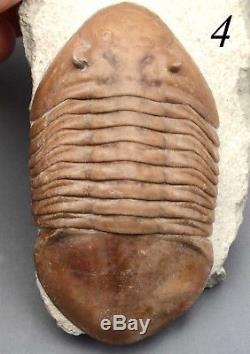 COLLECTION of 11 DIFFERENT Trilobites Russian WHOLESALE BEST OFFER