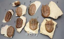 COLLECTION of 9 DIFFERENT Trilobites Russian WHOLESALE BEST OFFER