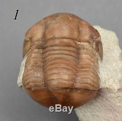 COLLECTION of 9 DIFFERENT Trilobites Russian WHOLESALE BEST OFFER