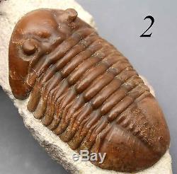 COLLECTION of 9 DIFFERENT Trilobites Russian WHOLESALE BEST OFFER