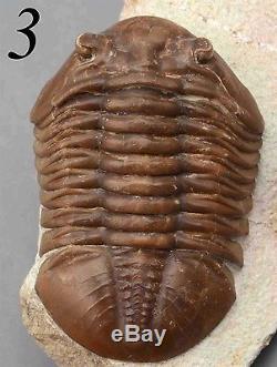 COLLECTION of 9 DIFFERENT Trilobites Russian WHOLESALE BEST OFFER