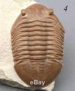 COLLECTION of 9 DIFFERENT Trilobites Russian WHOLESALE BEST OFFER