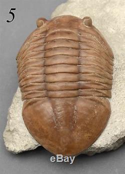 COLLECTION of 9 DIFFERENT Trilobites Russian WHOLESALE BEST OFFER