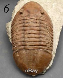 COLLECTION of 9 DIFFERENT Trilobites Russian WHOLESALE BEST OFFER