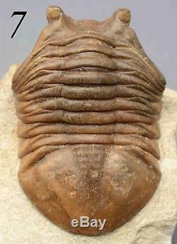 COLLECTION of 9 DIFFERENT Trilobites Russian WHOLESALE BEST OFFER