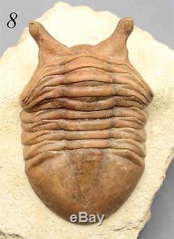 COLLECTION of 9 DIFFERENT Trilobites Russian WHOLESALE BEST OFFER