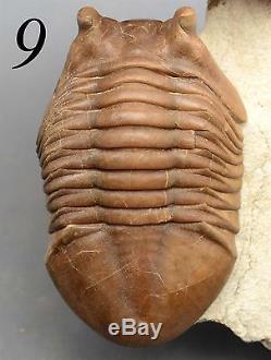 COLLECTION of 9 DIFFERENT Trilobites Russian WHOLESALE BEST OFFER